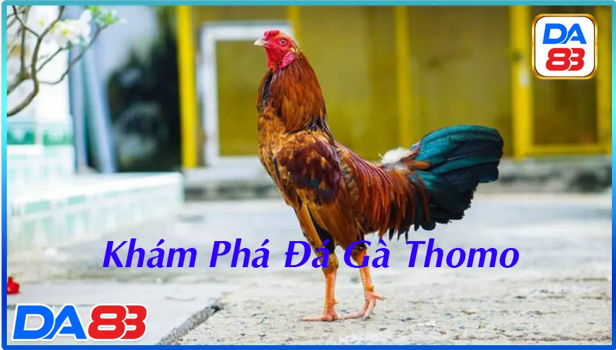 Những bước cơ bản để tham gia đá gà tại nền tảng